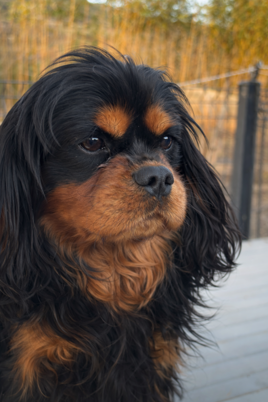 Les Berges Du Pont Du Diable vanora jone's vito