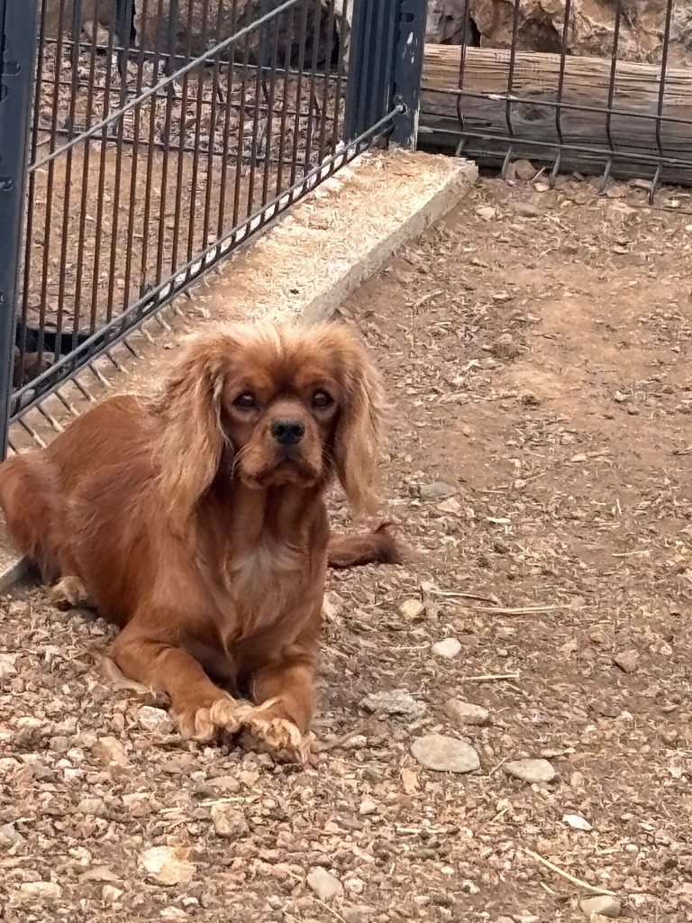 saillie uxy et Spirou 