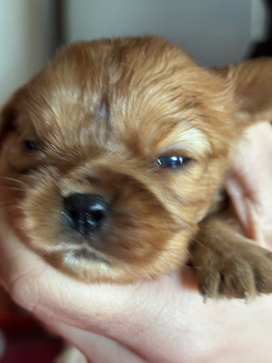 Les Berges Du Pont Du Diable - Chiots disponibles - Cavalier King Charles Spaniel