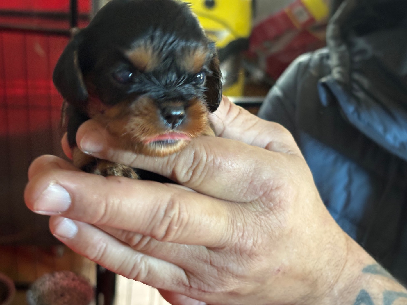 Les Berges Du Pont Du Diable - Chiots disponibles - Cavalier King Charles Spaniel