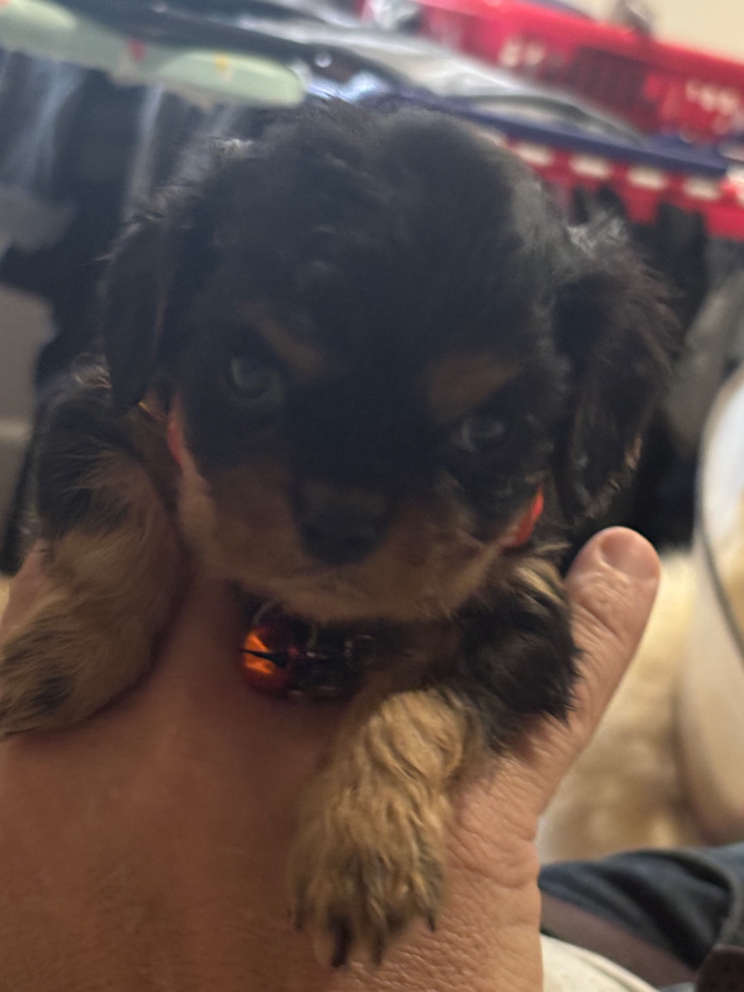 Les Berges Du Pont Du Diable - Chiots disponibles - Cavalier King Charles Spaniel