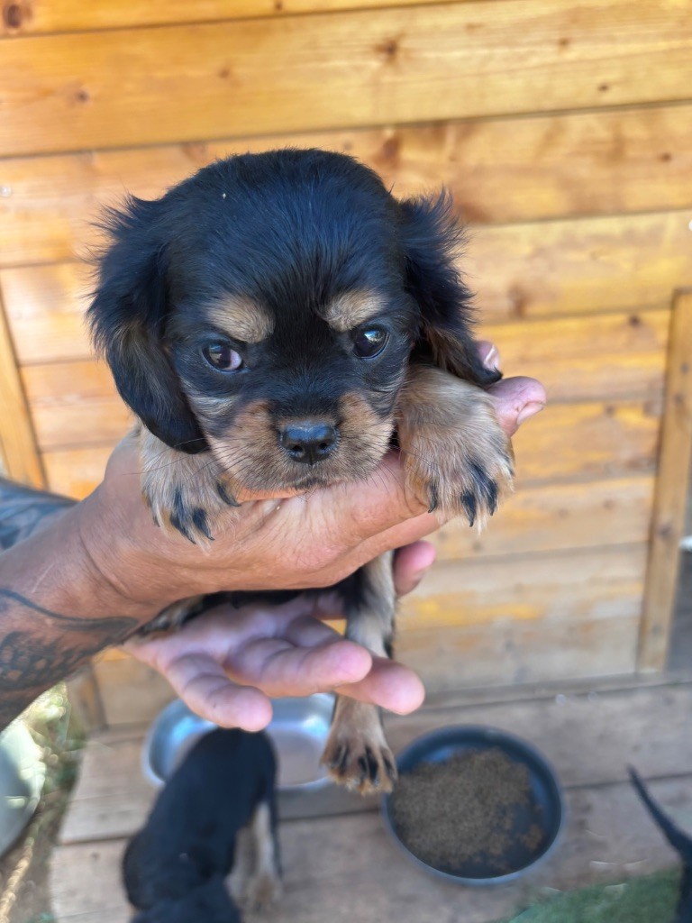 Les Berges Du Pont Du Diable - Chiots disponibles - Cavalier King Charles Spaniel