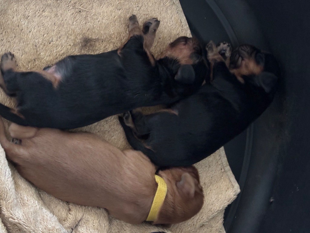 Les Berges Du Pont Du Diable - Chiots disponibles - Cavalier King Charles Spaniel