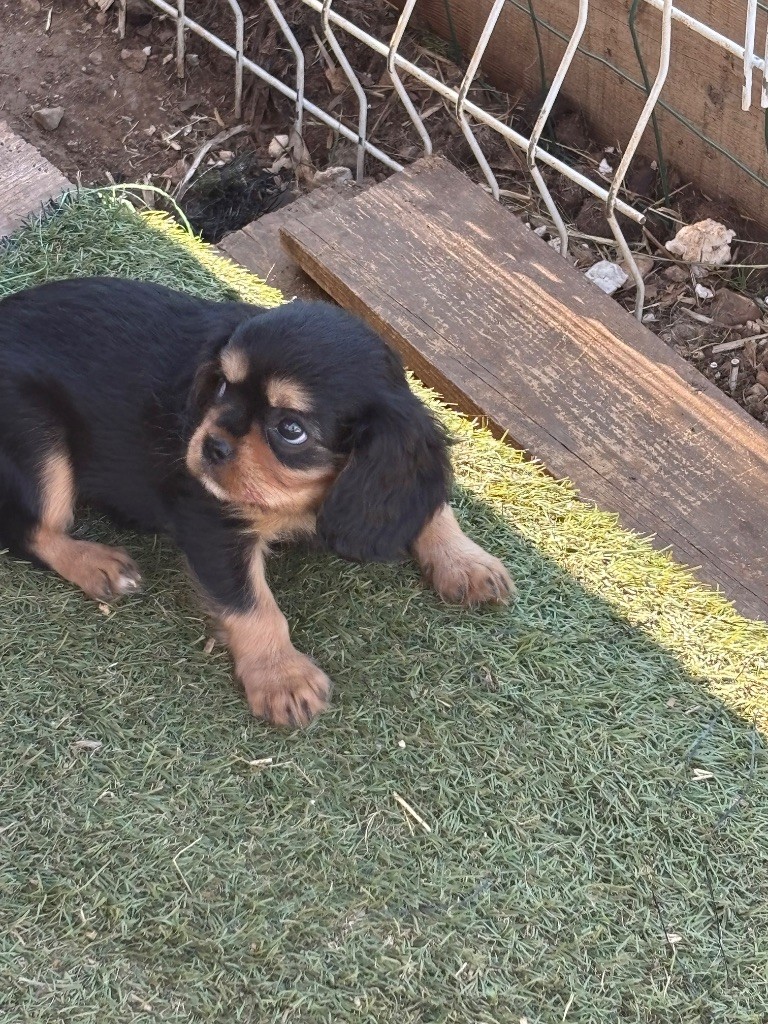 Les Berges Du Pont Du Diable - Chiots disponibles - Cavalier King Charles Spaniel