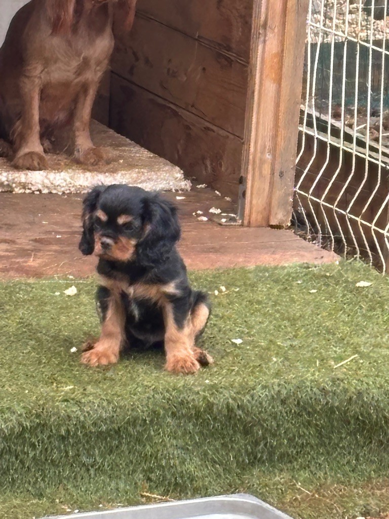Les Berges Du Pont Du Diable - Chiots disponibles - Cavalier King Charles Spaniel