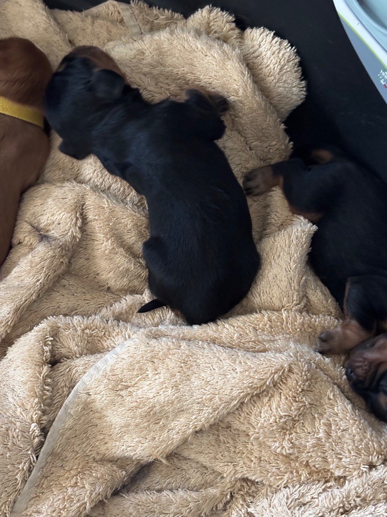 Les Berges Du Pont Du Diable - Chiots disponibles - Cavalier King Charles Spaniel