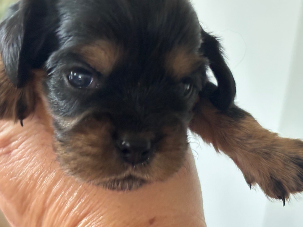 Les Berges Du Pont Du Diable - Chiots disponibles - Cavalier King Charles Spaniel