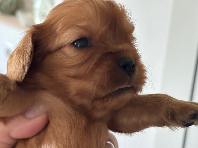 CHIOT