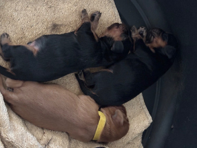 CHIOT