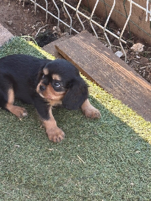 CHIOT