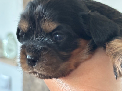 CHIOT