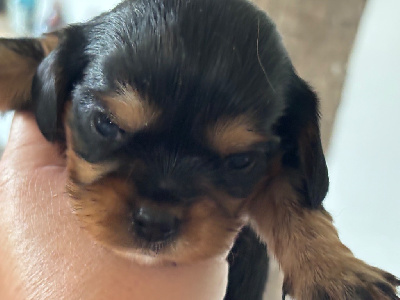 CHIOT
