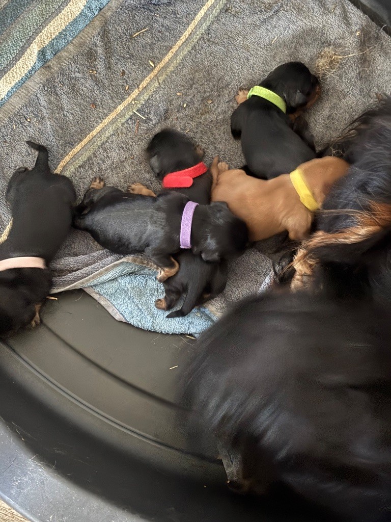 Les Berges Du Pont Du Diable - Chiots disponibles - Cavalier King Charles Spaniel