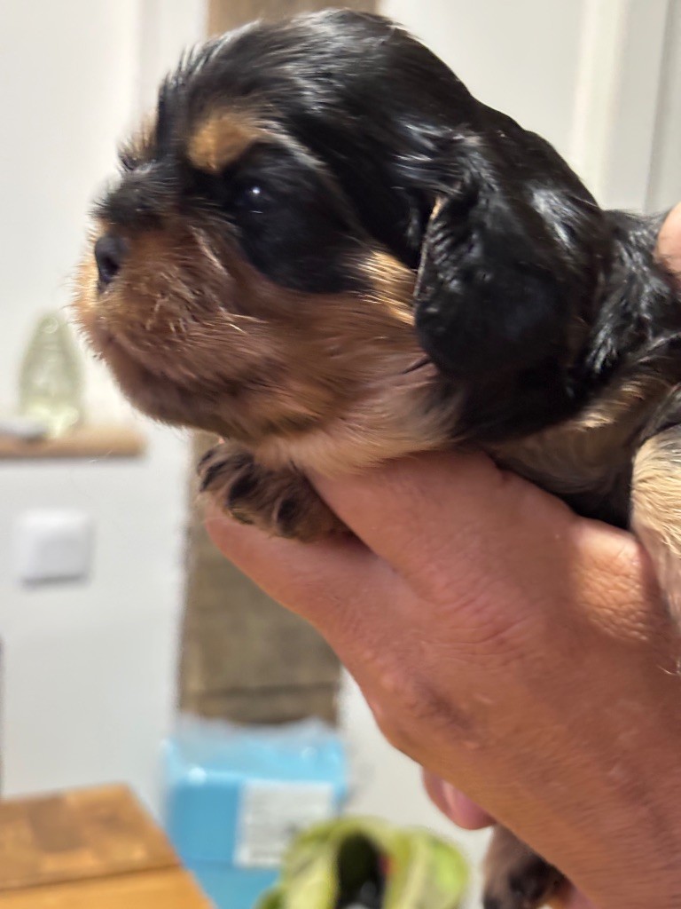 Les Berges Du Pont Du Diable - Chiots disponibles - Cavalier King Charles Spaniel