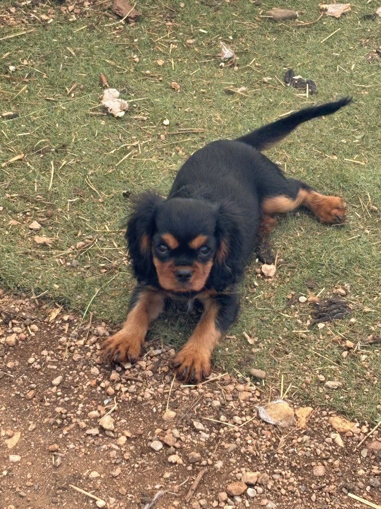 Les Berges Du Pont Du Diable - Chiots disponibles - Cavalier King Charles Spaniel