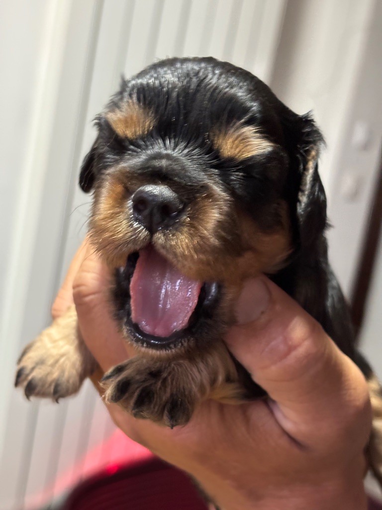Les Berges Du Pont Du Diable - Chiots disponibles - Cavalier King Charles Spaniel