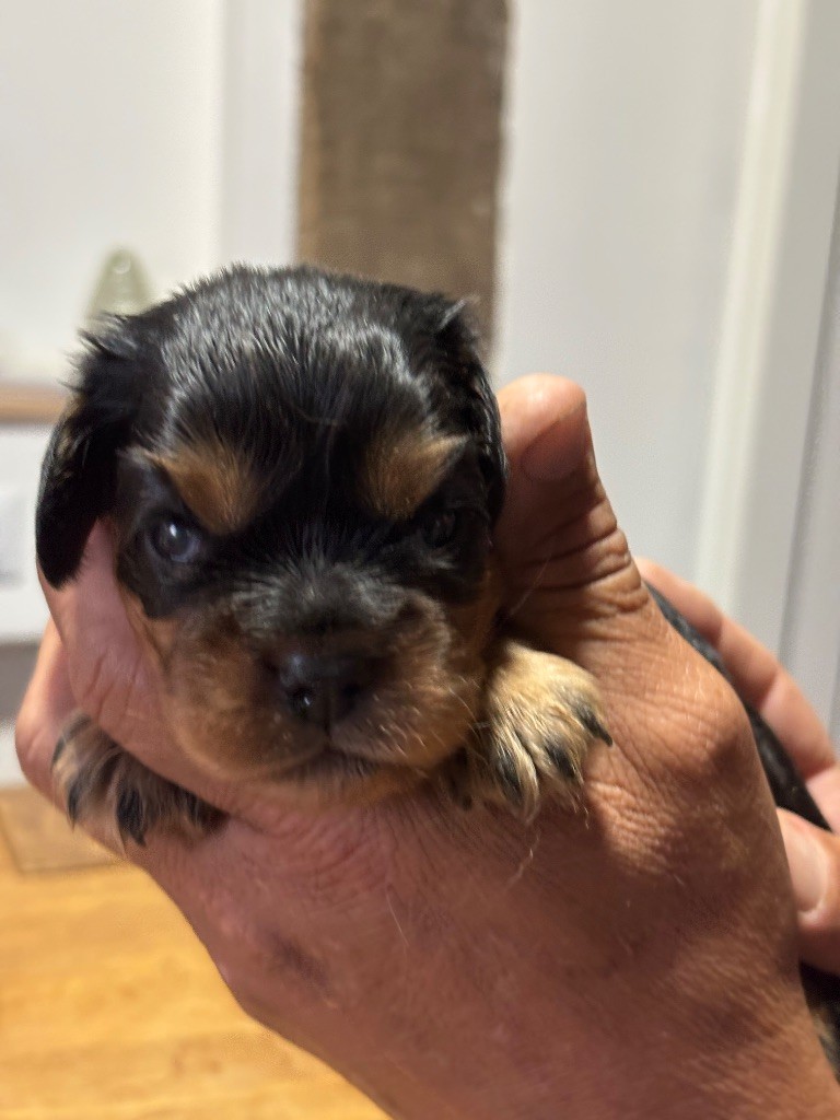 Les Berges Du Pont Du Diable - Chiots disponibles - Cavalier King Charles Spaniel